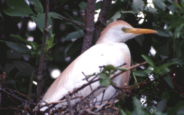 Airone guardabuoi (Bubulcus ibis). Foto Maurizio Bonora, Mostra e Catalogo Biodiversità in Emilia-Romagna 2003