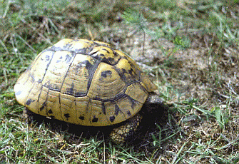 Testudo hermanni. Foto Stefano Mazzotti, Mostra e Catalogo Biodiversità in Emilia-Romagna 2003