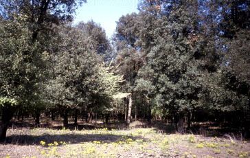 Lecceta al Prato delle Duchesse. Foto Stefano Mazzotti, Mostra e Catalogo Biodiversità in Emilia-Romagna 2003