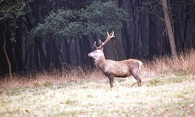 Cervo (Cervus elaphus) maschio al Bosco della Mesola. Foto Luca Maraldi, Mostra e Catalogo Biodiversità in Emilia-Romagna 2003