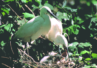 Garzette al nido. Foto Maurizio Bonora, Mostra e Catalogo Biodiversità in Emilia-Romagna 2003