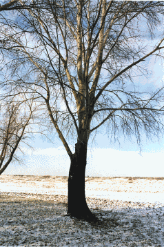 616 Pioppo bianco o gattice (Populus alba) verso l'argine maestro del Po. Foto Carla Corazza, Mostra e Catalogo Biodiversità in Emilia-Romagna 2003