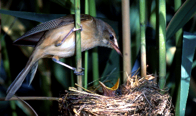 Cannareccione (Acrocephalus arundinaceus). Foto Maurizio Bonora, Mostra e Catalogo Biodiversità in Emilia-Romagna 2003