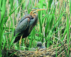 Airone rosso (Ardea purpurea) su nido. Foto Maurizio Bonora, Mostra e Catalogo Biodiversità in Emilia-Romagna 2003