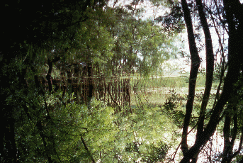 La foresta allagata. Foto Nicola Merloni, Mostra e Catalogo Biodiversità in Emilia-Romagna 2003