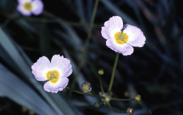 Baldellia ranunculoides. Foto Mauro Pellizzari, Mostra e Catalogo Biodiversità in Emilia-Romagna 2003   