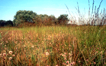 Prato umido (Allio-Molinieto). Foto Nicola Merloni, Mostra e Catalogo Biodiversità in Emilia-Romagna 2003