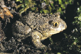 Pelobate fosco italiano (Pelobates fuscus insubricus). Foto Guglielmo Stagni, Mostra e Catalogo Biodiversità in Emilia-Romagna 2003