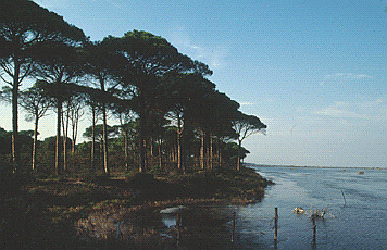 La pineta si affaccia sulla pialassa. Foto Mario Vianelli, archivio Servizio Valorizzazione e Tutela del Paesaggio della Regione Emilia-Romagna