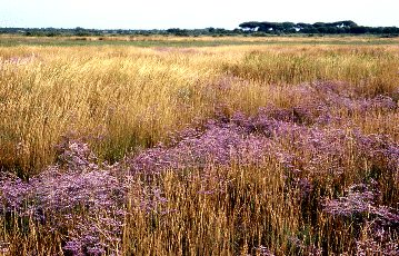 Prateria alofila con Limonium. Foto Nicola Merloni, Mostra e Catalogo Biodiversità in Emilia-Romagna 2003