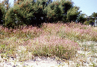 Silene colorata in fioritura primaverile. Foto Mauro Pellizzari, Mostra e Catalogo Biodiversità in Emilia-Romagna 2003