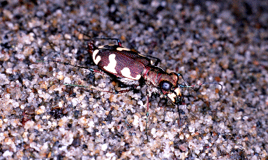 Cicindela majalis. Foto Roberto Fabbri, Mostra e Catalogo Biodiversità in Emilia-Romagna 2003