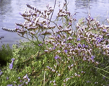 Settembre: fiorisce il Limonium in riva alla Pialassa. Foto Stefano Bassi, archivio personale