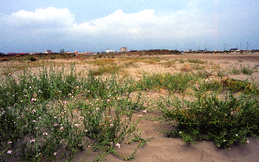 Cakile maritima e successione pioniera su duna. Foto Carla Corazza, Mostra e Catalogo Biodiversità in Emilia-Romagna 2003
