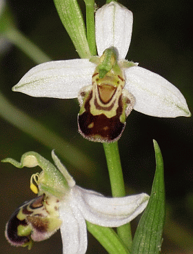 Orchidea Ophrys apifera. Foto Stefano Bassi, archivio personale