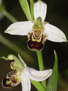 708 Orchidea Ophrys apifera. Foto Stefano Bassi