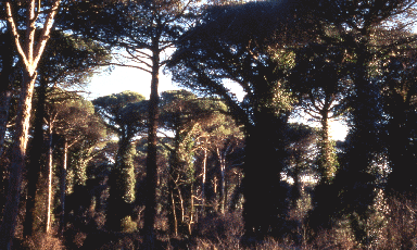 Pineta adulta. Foto Nicola Merloni, Mostra e Catalogo Biodiversità in Emilia-Romagna 2003