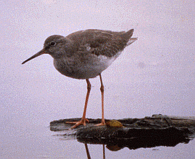 Pettegola (Tringa totanus). Foto Roberto Tinarelli Ecosistema, archivio personale