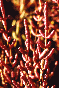 Salicornia veneta. Foto Nicola Merloni, Mostra e Catalogo Biodiversità in Emilia-Romagna 2003