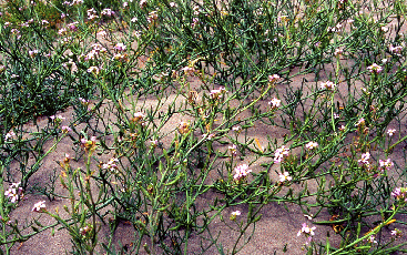 Cakile maritima. Foto Carla Corazza, Mostra e Catalogo Biodiversità in Emilia-Romagna 2003