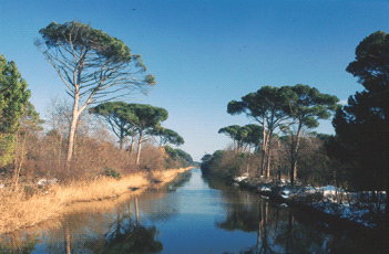 Pineta sul Fosso Ghiaia. Foto Mario Vianelli, archivio Servizio Valorizzazione e Tutela del Paesaggio della Regione Emilia-Romagna