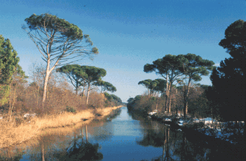 Pineta sul Fosso Ghiaia. Foto Mario Vianelli, archivio Servizio Valorizzazione e Tutela del Paesaggio della Regione Emilia-Romagna