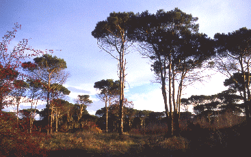 Pineta. Foto Ivano Togni, Mostra e Catalogo Biodiversità in Emilia-Romagna 2003