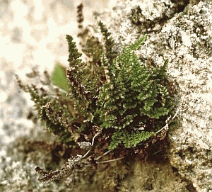 711 Felcetta persiana (Cheilanthes persica). Foto Graziano Rossi, Mostra e Catalogo Biodiversità in Emilia-Romagna 2003