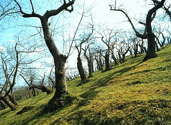 Castagneto coltivato. Foto Maurizio Sirotti Ecosistema, archivio Servizio Sistemi informativi geografici della Regione Emilia-Romagna