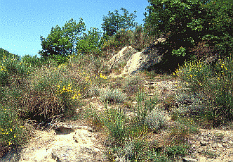 Arbusteto xerofilo con Ginestra ed Elicriso. Foto Stefano Mazzotti, Mostra e Catalogo Biodiversità in Emilia-Romagna 2003