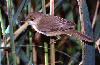 Cannaiola (Acrocephalus scirpaceus). Foto Maurizio Bonora, Mostra e Catalogo Biodiversità in Emilia-Romagna 2003