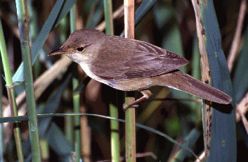 Cannaiola (Acrocephalus scirpaceus). Foto Maurizio Bonora, Mostra e Catalogo Biodiversità in Emilia-Romagna 2003