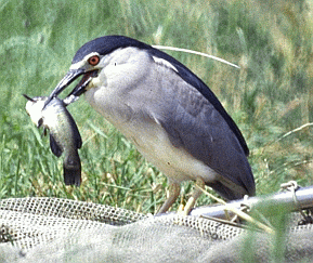 Nitticora (Nycticorax nycticorax). Foto Roberto Tinarelli Ecosistema, archivio personale