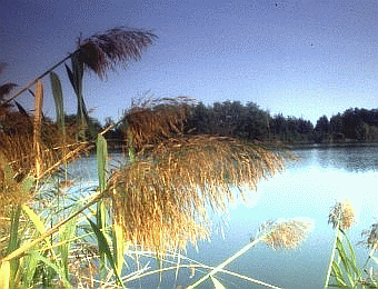 Bacino di Fornace Violani. Foto Milko Marchetti, Mostra e Catalogo Biodiversità in Emilia-Romagna 2003