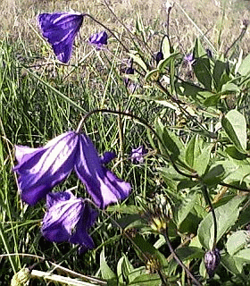 Fiori e viluppi di Clematis viticella. Foto Stefano Bassi, archivio personale