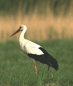 Cicogna bianca (Ciconia ciconia). Foto Stefano Volponi, Mostra e Catalogo Biodiversità in Emilia Romagna 2003