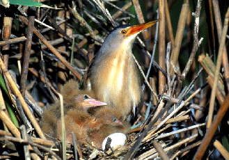 Tarabusino (Ixobrychus minutus) su nido. Foto Maurizio Bonora, Mostra e Catalogo Biodiversità in Emilia-Romagna 2003