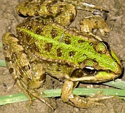 Rana lessonae, la rana verde, un tempo comune in tutti i fossi, oggi rarefatta ma in rapida diffusione in ambienti rinaturalizzati. Foto Stefano Bassi, archivio personale