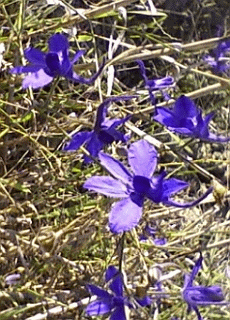 Speronella (Consolida regalis), avventizia dei campi e dei margini. Foto Stefano Bassi, archivio personale