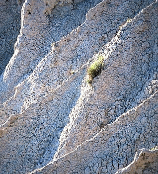 Eroico, tenacissimo esemplare di Artemisia cretacea su calanco. Foto Fabio Liverani, archivio Servizio Parchi e Risorse forestali della Regione Emilia-Romagna
