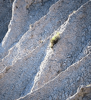 Eroico, tenacissimo esemplare di Artemisia cretacea su calanco. Foto Fabio Liverani, archivio Servizio Parchi e Risorse forestali della Regione Emilia-Romagna