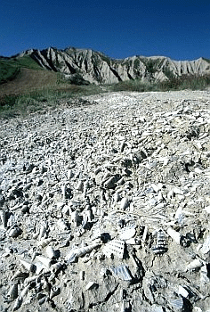 Vero e proprio fondale marino fossile, uno spaccato di tre milioni di anni fa alla base di un calanco pliocenico. Foto Fabio Liverani, archivio Servizio Parchi e Risorse forestali della Regione Emilia-Romagna