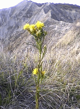 Spillo d'Oro (Aster linosyris) sulla cresta calanchiva che separa il Rio Piolo dal Rio di Montecchio. Foto Stefano Bassi, archivio personale