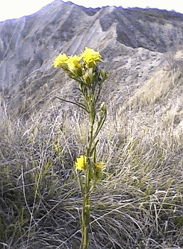 Spillo d'Oro (Aster linosyris) sulla cresta calanchiva che separa il Rio Piolo dal Rio di Montecchio. Foto Stefano Bassi, archivio personale