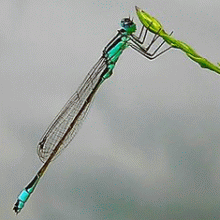 727-libellula3.gif