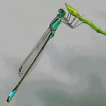 727-libellula3.gif