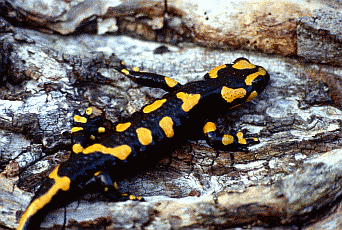 Salamandra pezzata. Foto Stefano Mazzotti, Mostra e Catalogo Biodiversità in Emilia-Romagna 2003