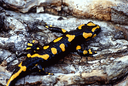 801 Salamandra pezzata (Salamandra salamandra). Foto Stefano Mazzotti, Mostra e Catalogo Biodiversità in Emilia-Romagna 2003