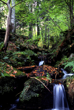 801 La Foresta della Lama. Foto Guglielmo Stagni, Mostra e Catalogo Biodiversità in Emilia-Romagna 2003