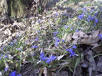 Scilla bifolia. Foto Stefano Bassi, archivio personale